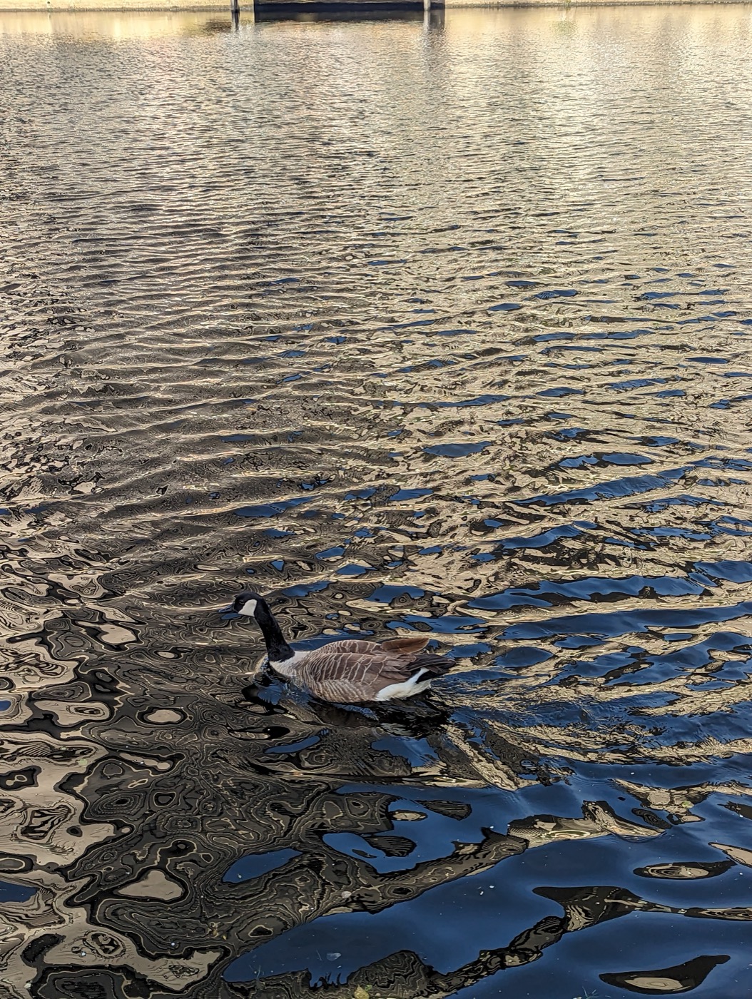 A mute swan gliding across a reflective pond at golden hour, framed by reeds