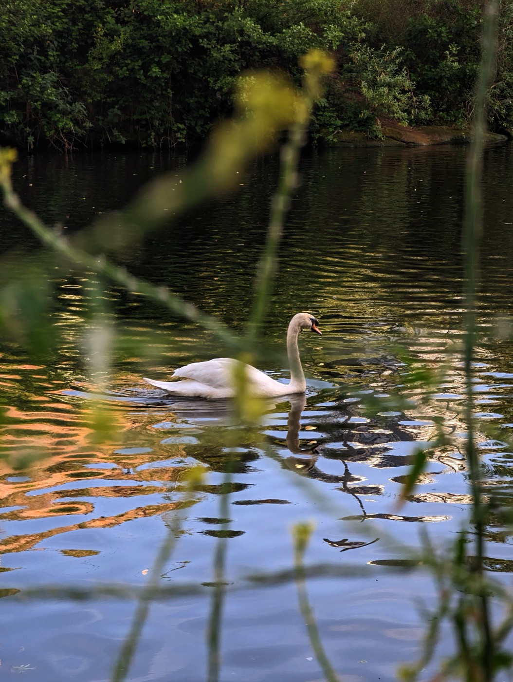 Two Canada geese swimming on rippled, gold-lit water