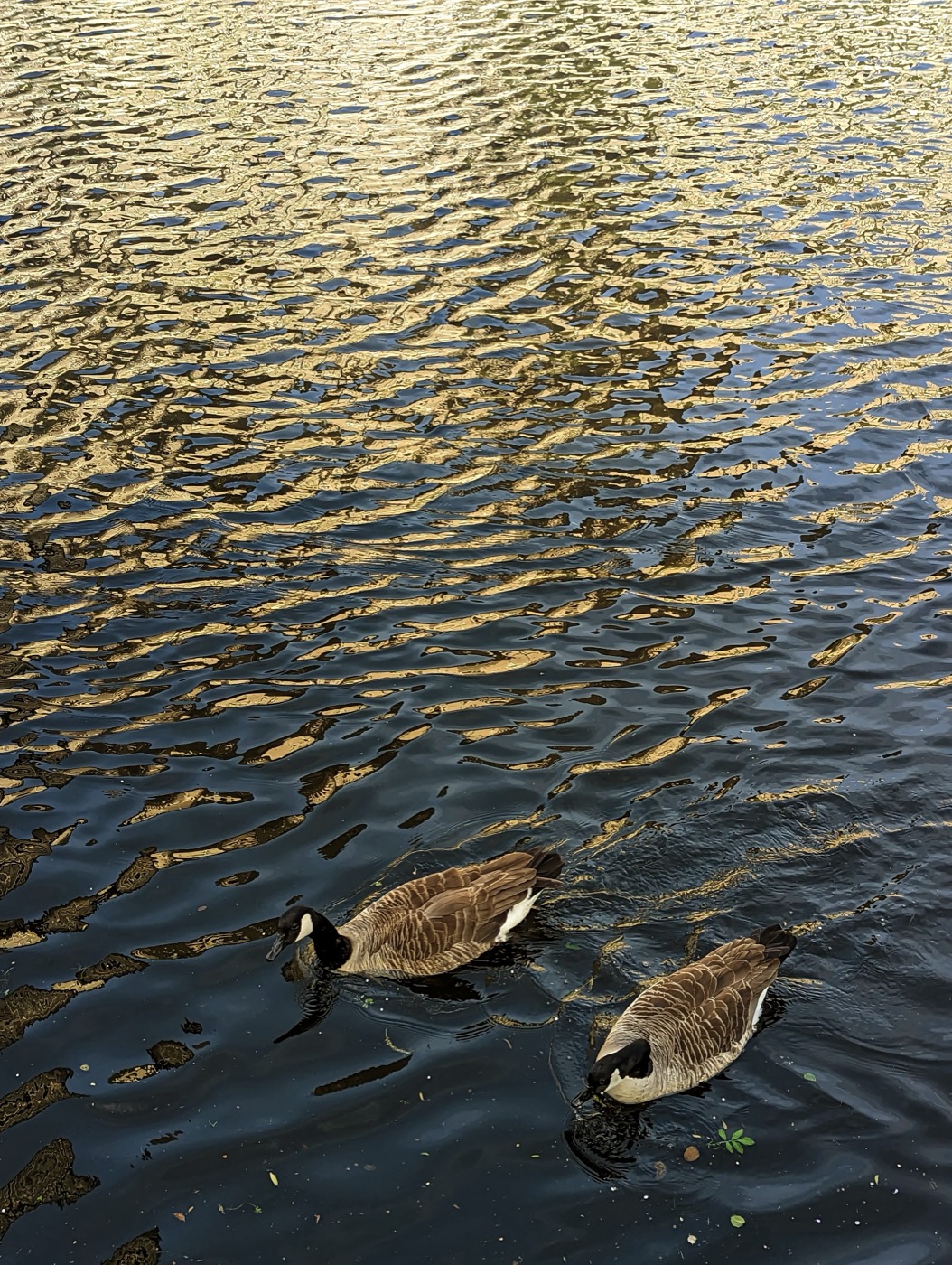 A single Canada goose crossing gold and blue reflections